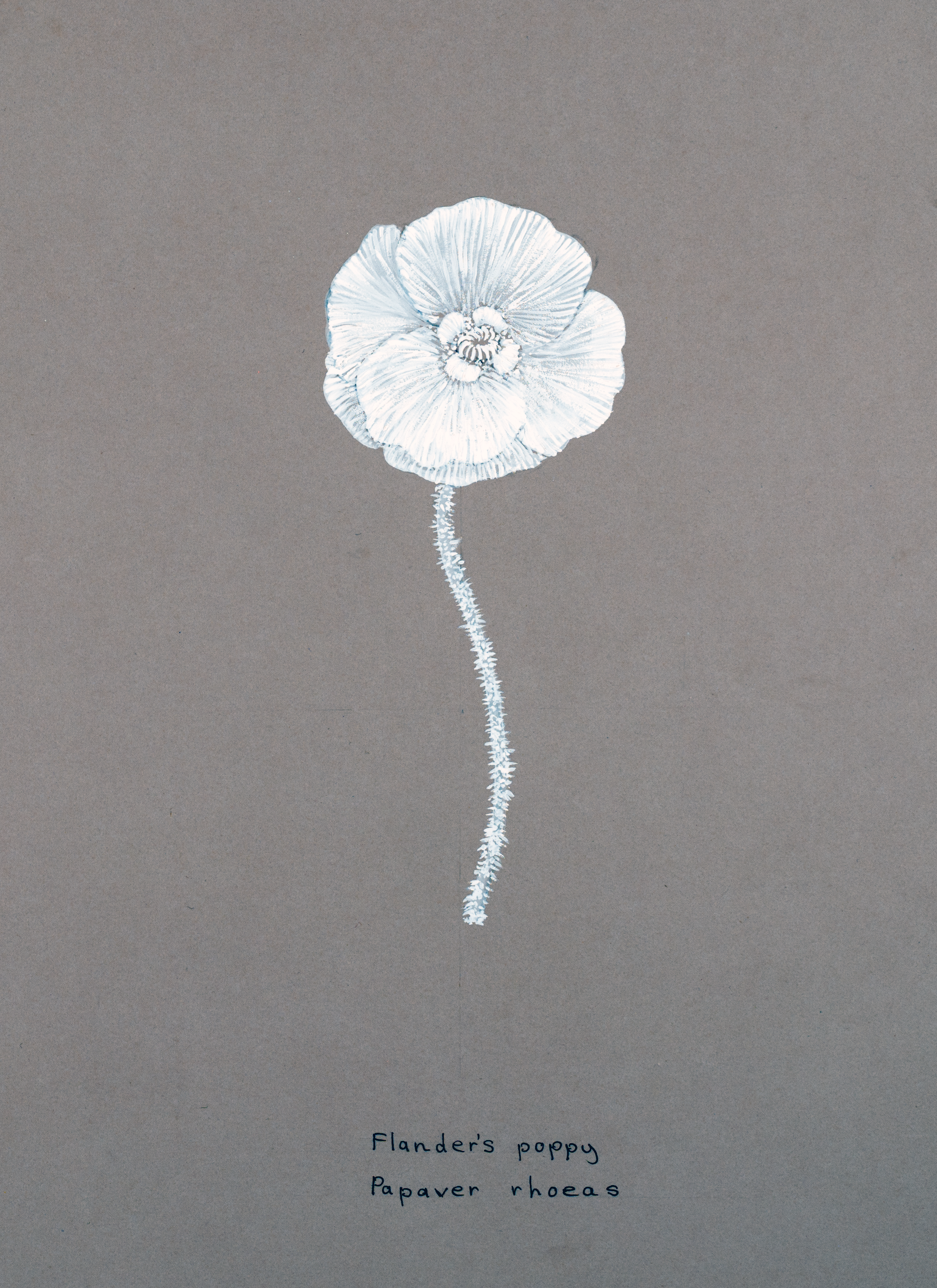 Artist's sketch of the Flanders Poppy (Papaver rhoeas)