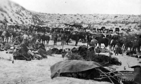 Horse lines of A Squadron, 8th Light Horse Regiment at Romani in August 1916. Courtesy AWM